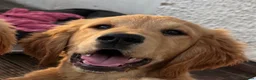 Golden Retriever dogs for sale: Beautiful KC dark gold healthy boys - Advert 10