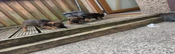 Border Terrier dogs for sale: Border terrior puppies  in Blackwood - Advert 6
