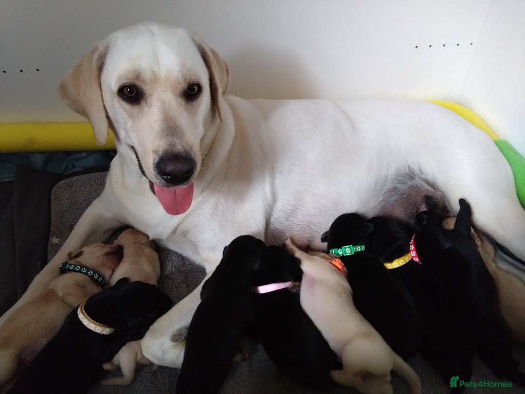 Labrador Retriever dogs for sale:  Labrador pups - Image 22