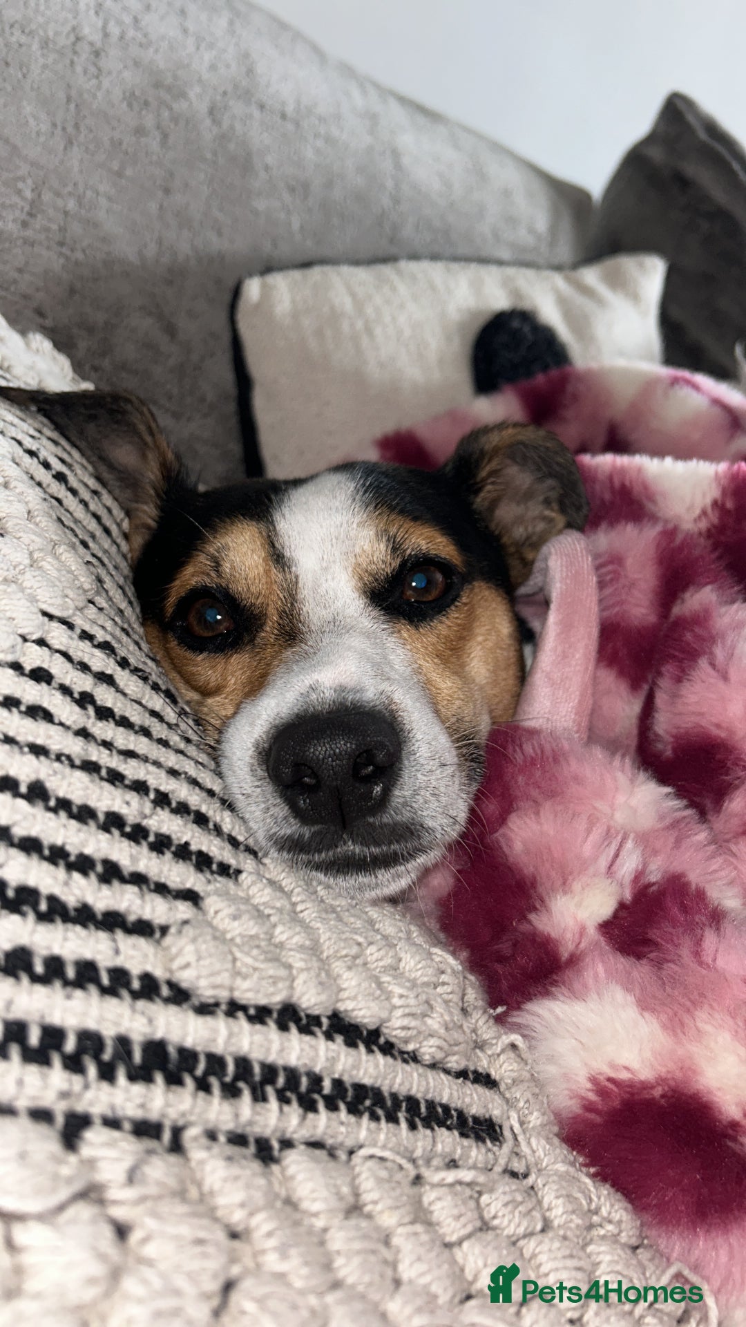 Jack Russell dogs for stud: Miniature Jack Russell - ready as stud  - Image 4