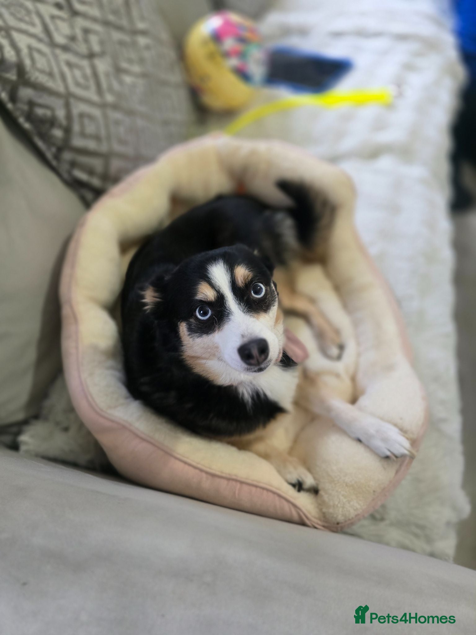 Pomsky dogs Reluctant sale of beloved girl - Advert 2