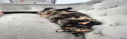 Mixed Breed cats for sale: 5 females for sale - Advert 5