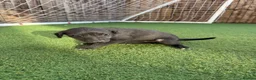 Mixed Breed dogs for sale: Bedlington Whippets - Advert 18