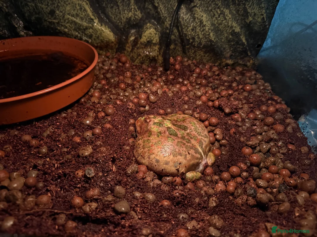 Frog reptiles for sale: adult male pac-man frog with full basic setup. in Retford - Advert 2