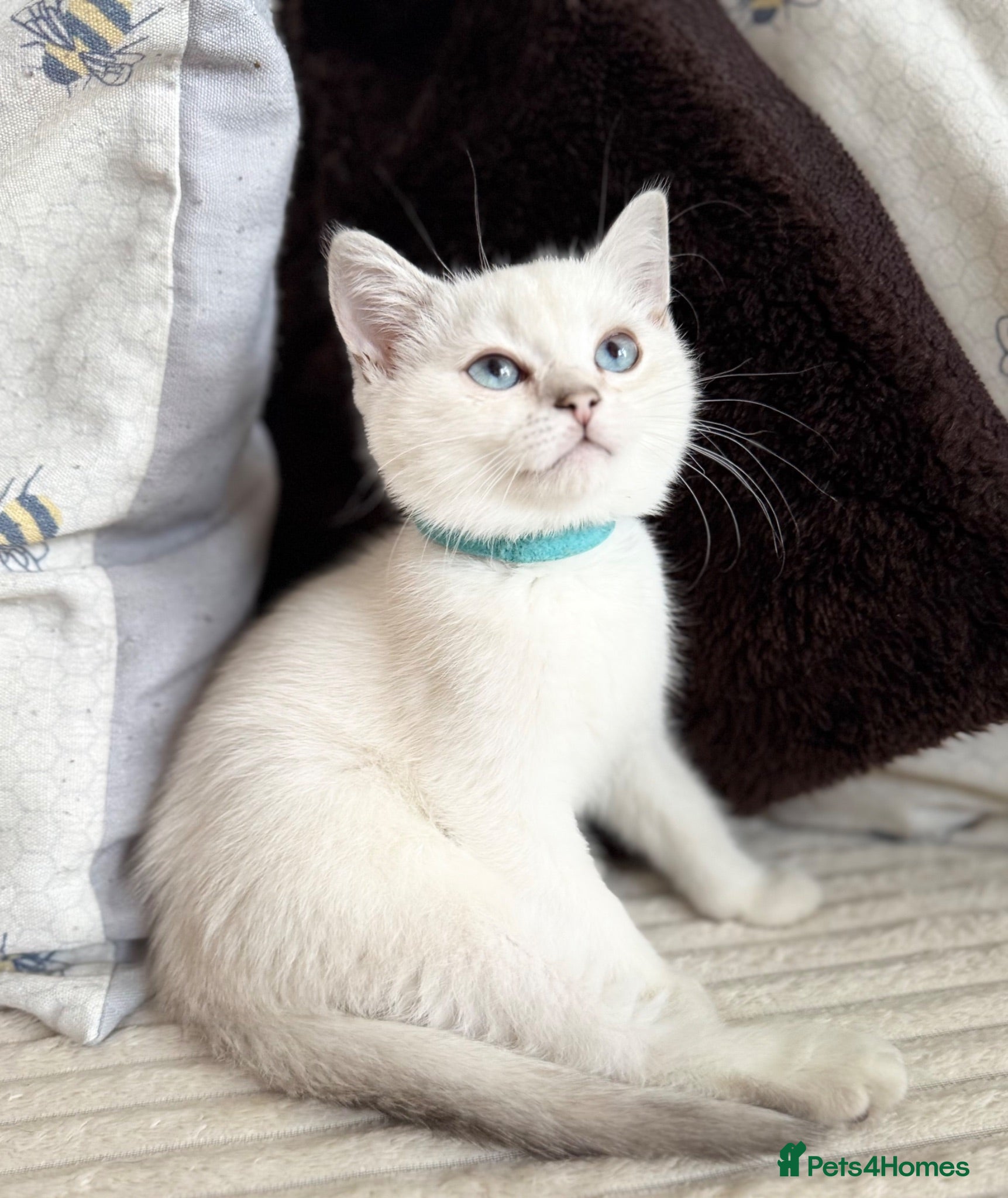 British Shorthair cats Beautiful BSH Blue Golden TICA kittens - Advert 6