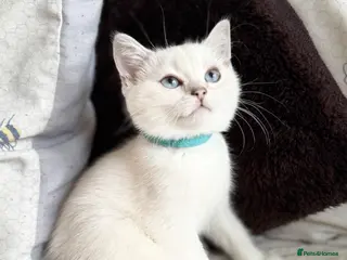 British Shorthair cats Beautiful BSH Blue Golden TICA kittens - Advert 6