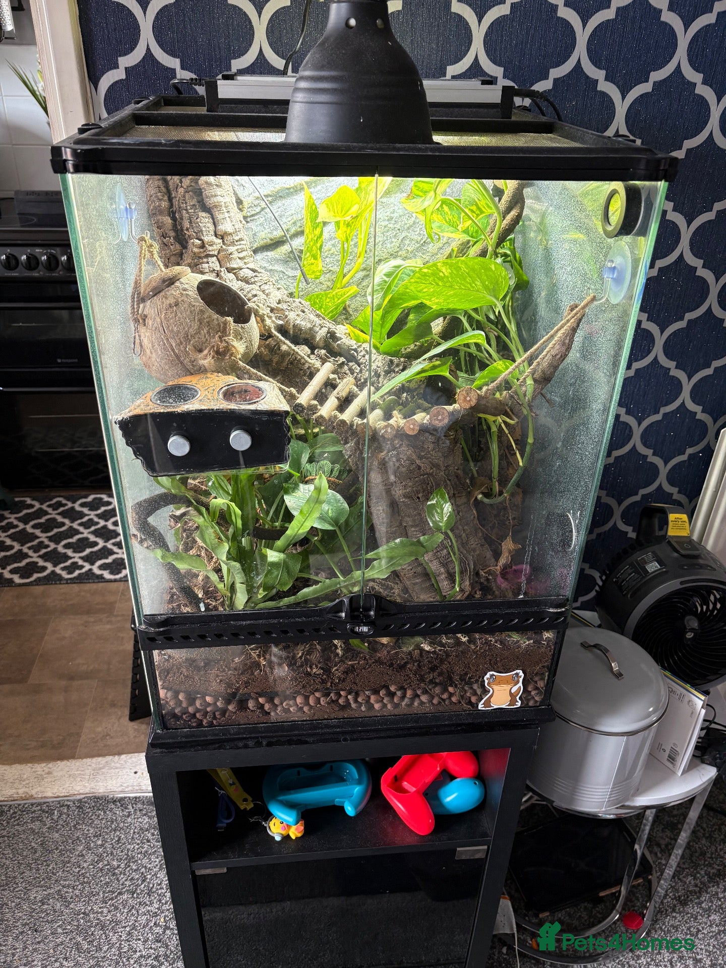 Gecko reptiles Crested Gecko - Advert 2