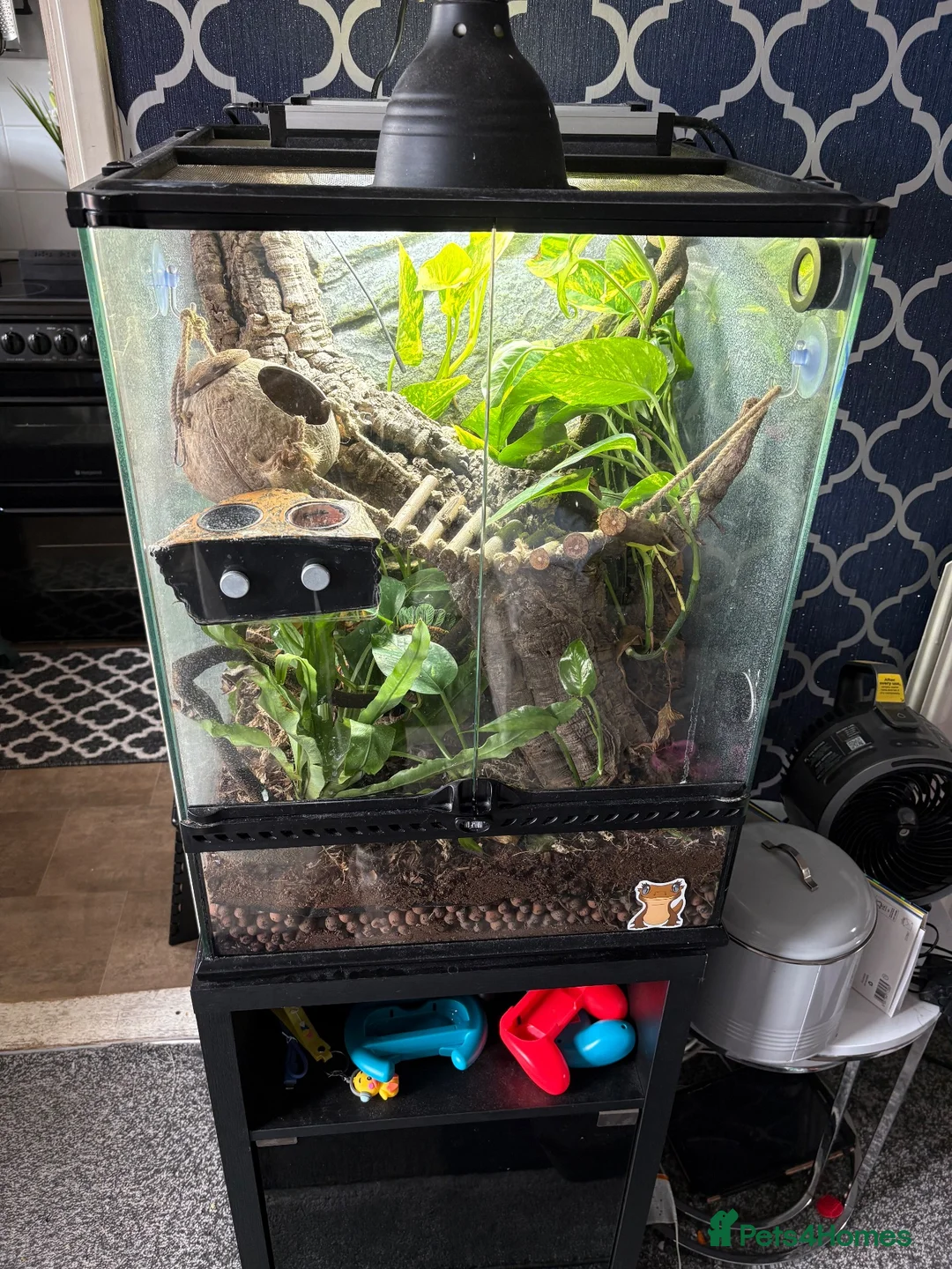 Gecko reptiles for sale: Crested Gecko in Oldbury - Advert 1