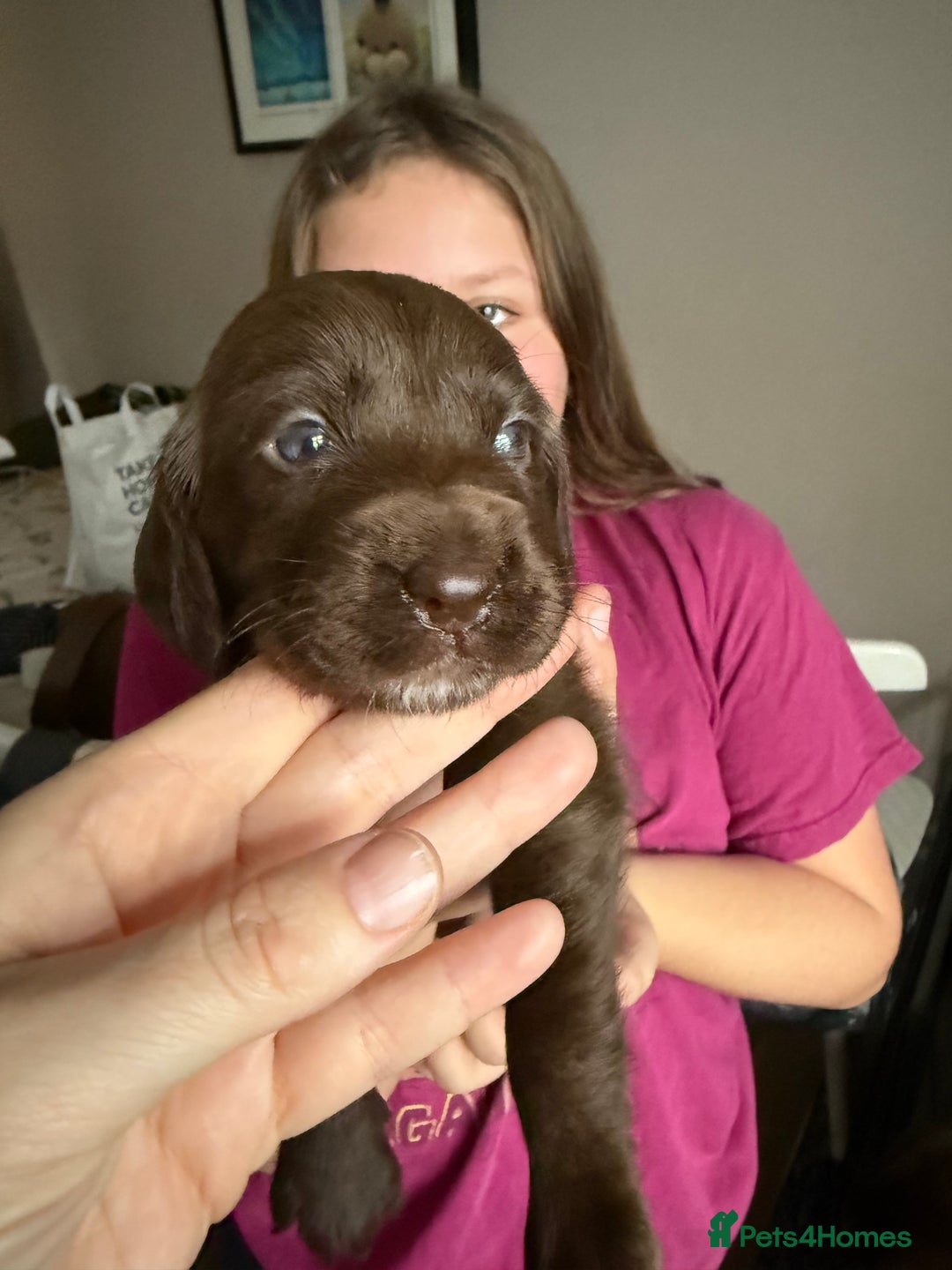 Cockerdor dogs for sale: F1 Cockerador Puppies  - Advert 24