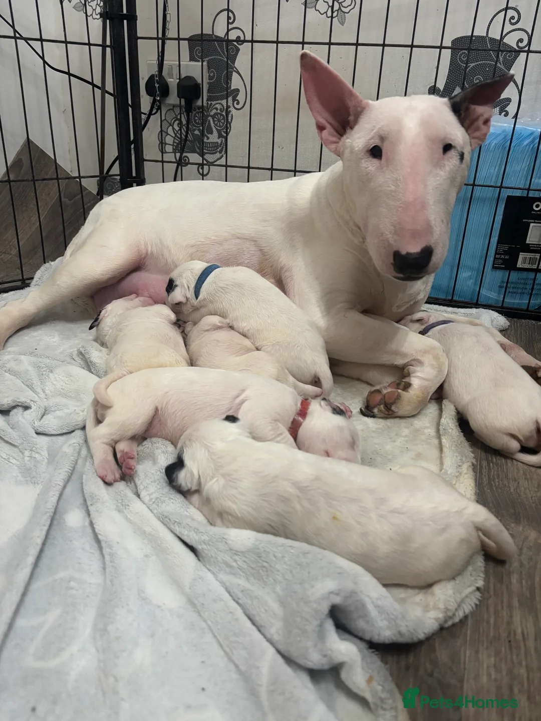 English Bull Terrier dogs for sale: Outstanding female Bullterrier  - Advert 5