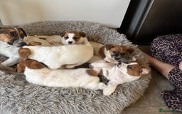 Jack Russell dogs for sale: Jack Russell puppies - Image 2