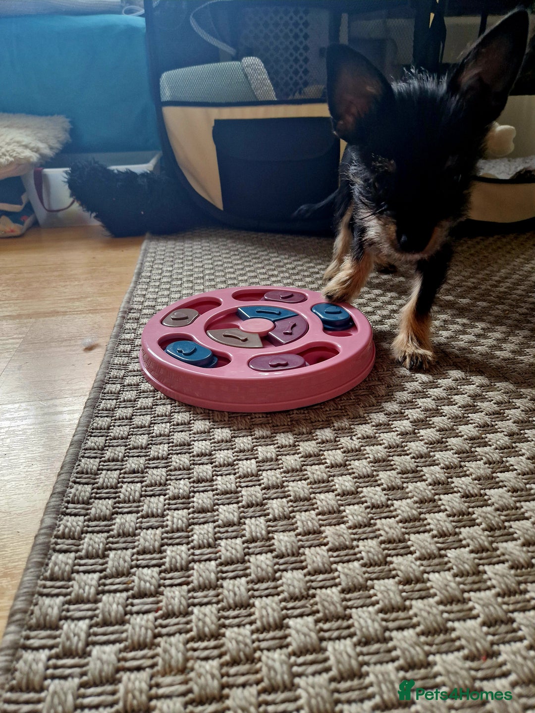 Chorkie dogs for sale: Chorkie called Angel - Advert 9