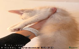 Maine Coon cats for sale: Fluffy Maine Coons 3 girls 1 boy active/non-active - Image 21