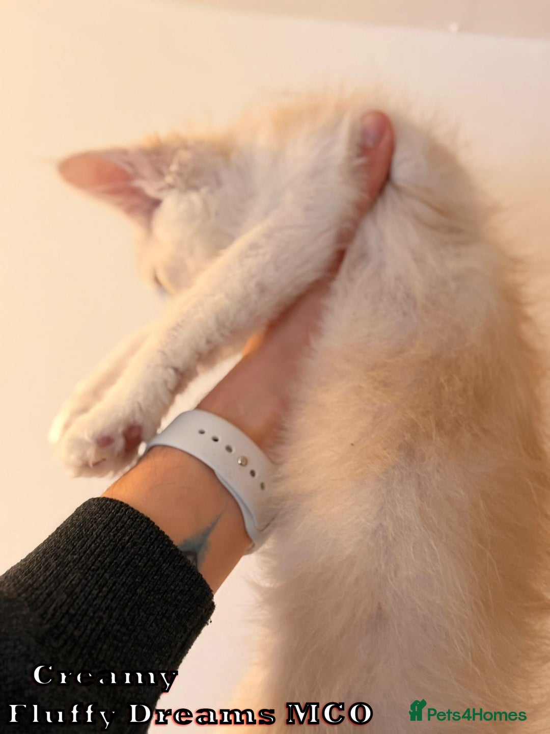 Maine Coon cats for sale: Fluffy Maine Coons 3 girls 1 boy active/non-active - Image 21