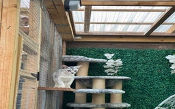 Abyssinian cats for sale: Pedigree Silver Abyssinian kittens left 1 female - Image 15