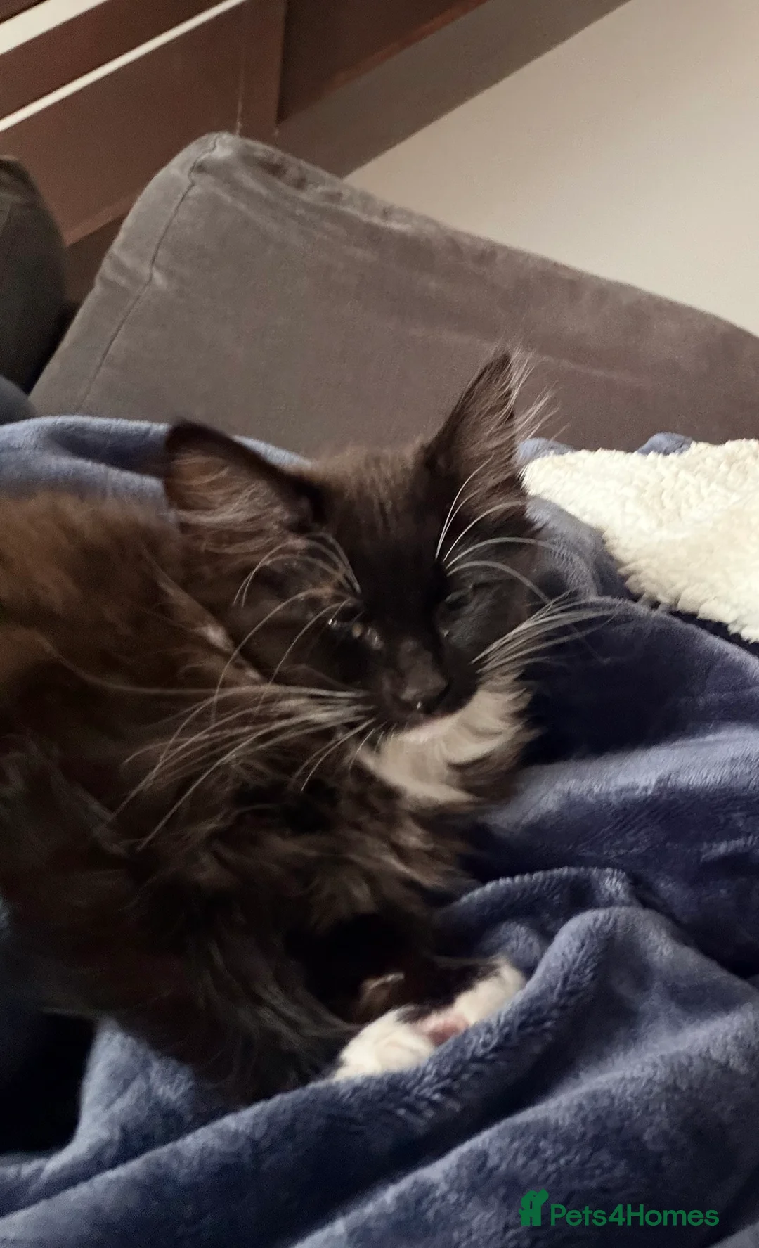 Siberian cats for sale: Kitty - Advert 3