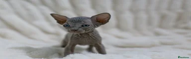 No collar boy