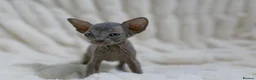 Sphynx cats for sale: Lovely Sphynx Kittens available - Advert 8