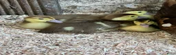 Ducks poultry for sale: Muscovy - lots of colours - Hatched Regularly - Advert 4