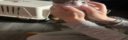 Bengal cats for sale: Bengal crossed  - Advert 14