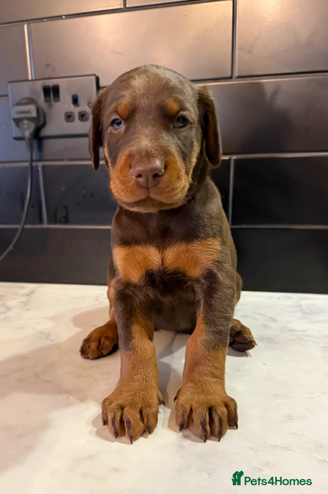 Dobermann dogs for sale: OUTSTANDING FULL EUROPEAN DOBERMAN - Advert 6