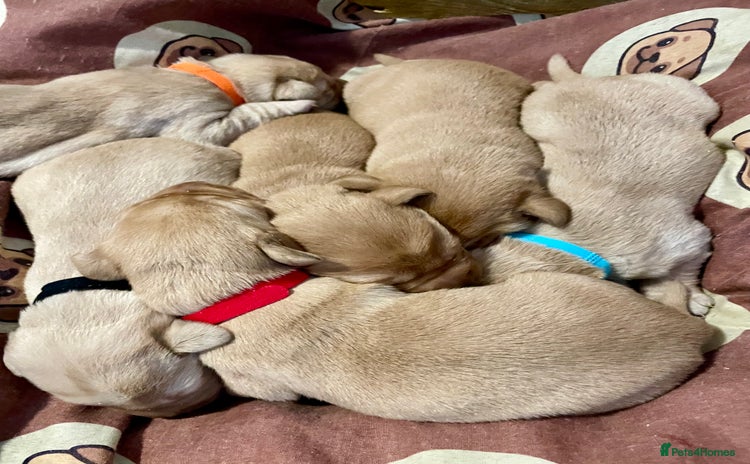 Labrador Retriever dogs KC Labrador pups ready 5th Jan 26 - Advert 1