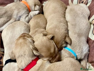 Labrador Retriever dogs KC Labrador pups ready 5th Jan 26 - Advert 1