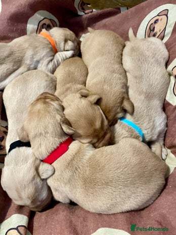 Labrador Retriever dogs KC Labrador pups ready 5th Jan 26 - Advert 1