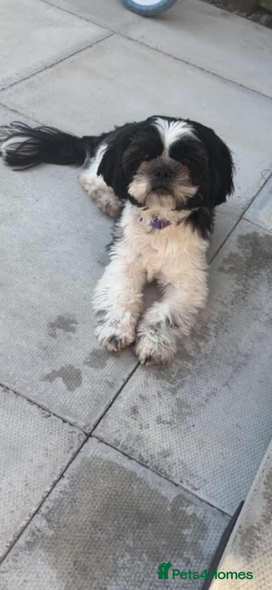Mixed Breed dogs Shih Tzu cross frenchie puppies  - Advert 2