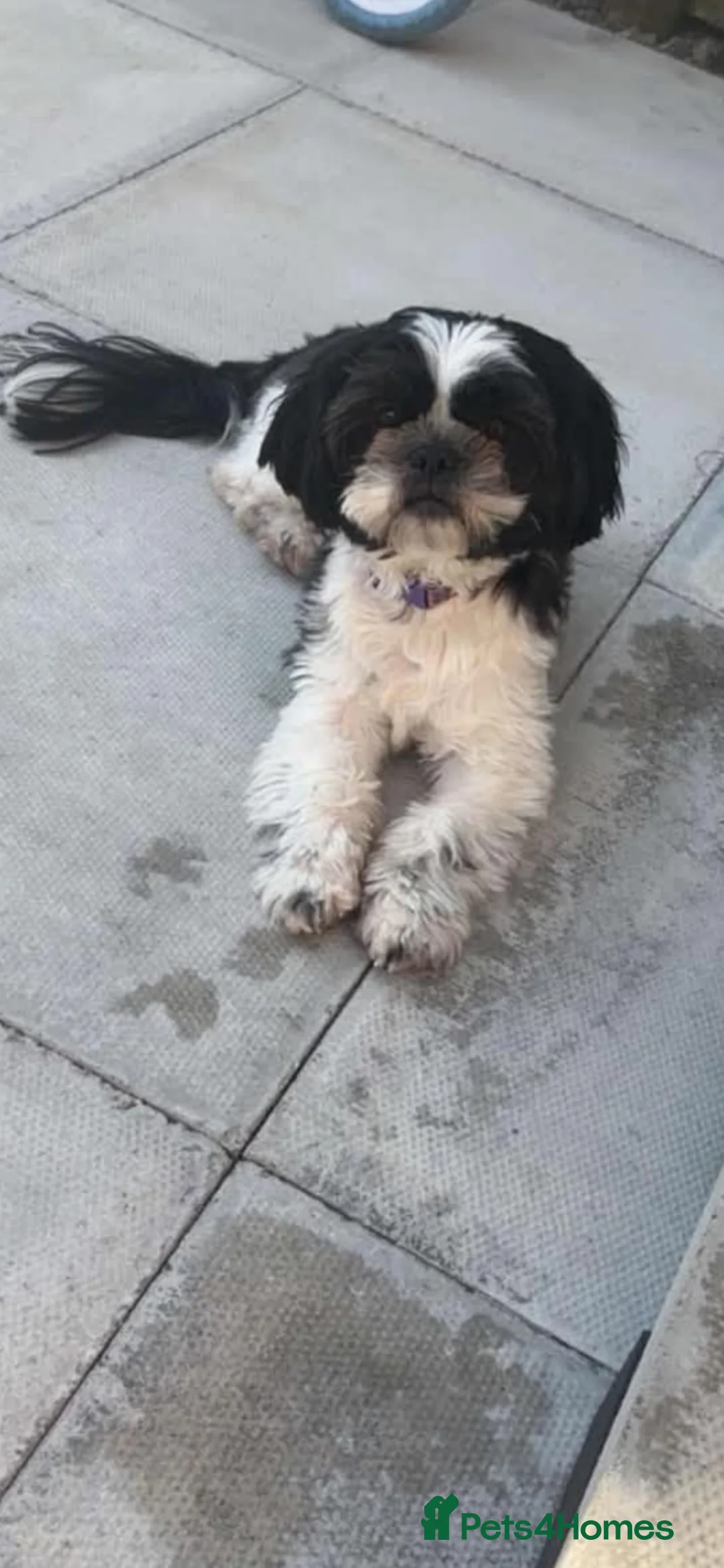Mixed Breed dogs for sale: Shih Tzu cross frenchie puppies  - Advert 1