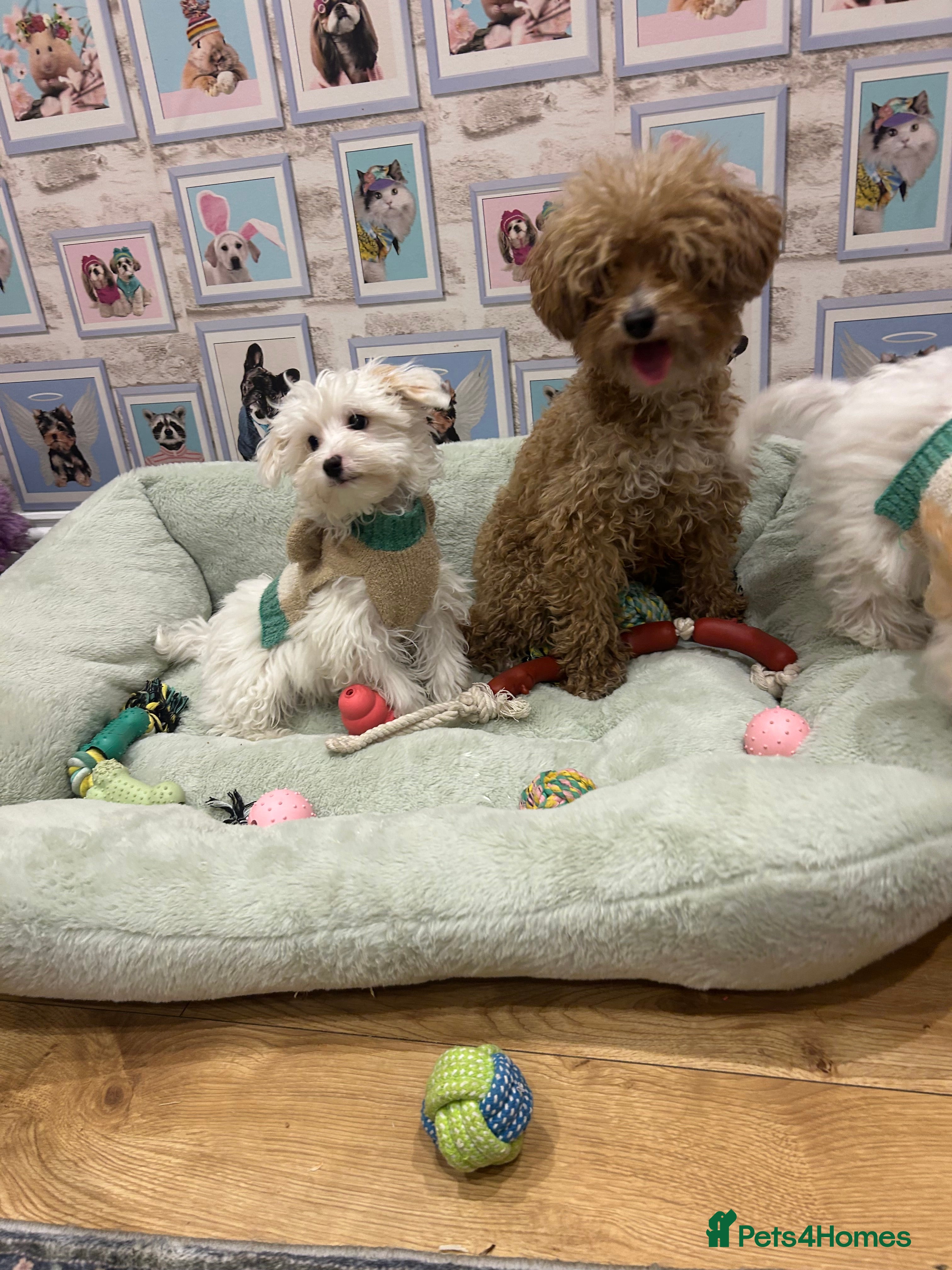 Maltipoo dogs One lovely boy available fully vaccinated  - Advert 4