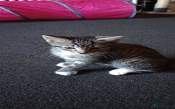 Mixed Breed cats for sale: 3 ADORABLE STRIPEY FURBALLS  - Image 3