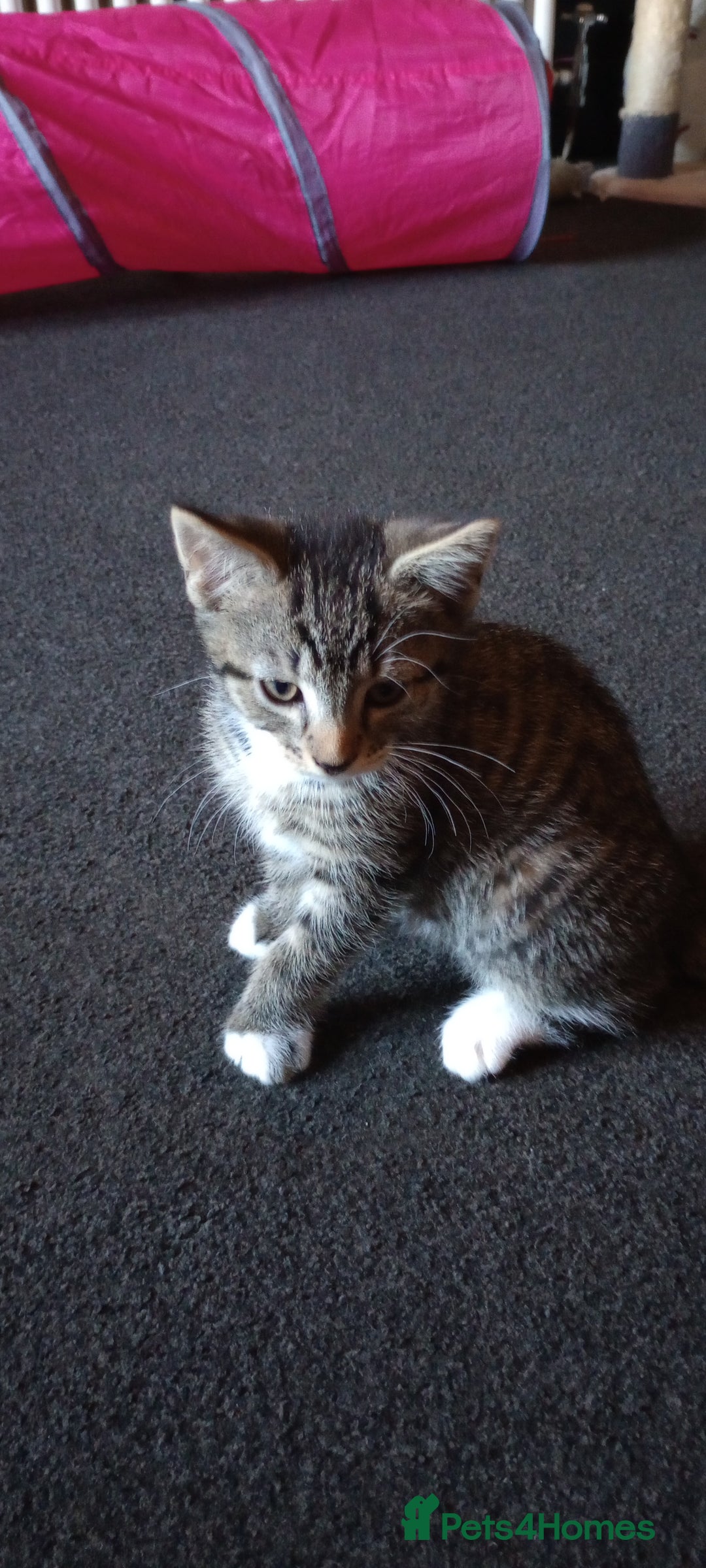 Mixed Breed cats for sale: 3 ADORABLE STRIPEY FURBALLS  - Image 3