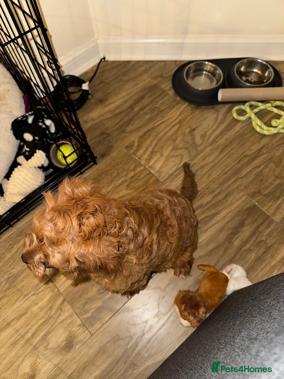 Cavapoo dogs for sale: Cavappo puppy for sale in Liverpool - Advert 2