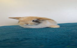 Mini Lop rabbits for sale: Pure mini lops for reserve  - Image 15