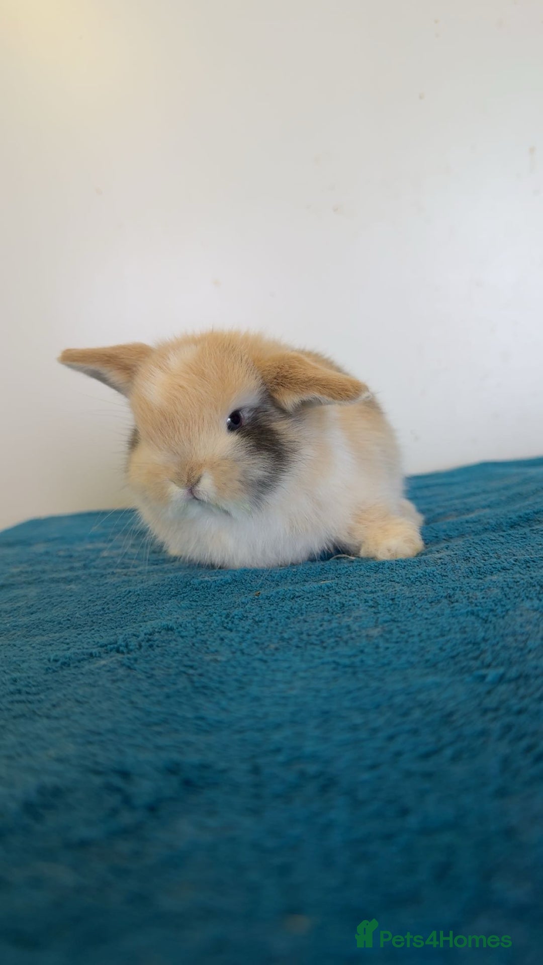 Mini Lop rabbits for sale: Pure mini lops for reserve  - Image 15