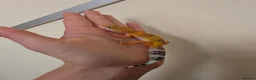 Leopard Gecko reptiles for sale: Baby leopard geckos - Advert 4