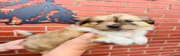 Mixed Breed dogs for sale: Sheltie cross puppies  - Advert 3