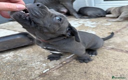 Cane Corso dogs for sale: Blue Cane Corso Puppies - Image 7