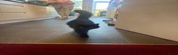 Mixed Breed cats for sale: 3  beautiful kittens - Advert 1