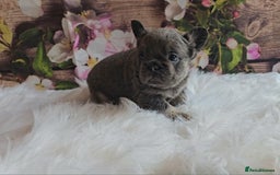 French Bulldog dogs for sale: Welcome to the Fluffy Crew 🥰 - Advert 25