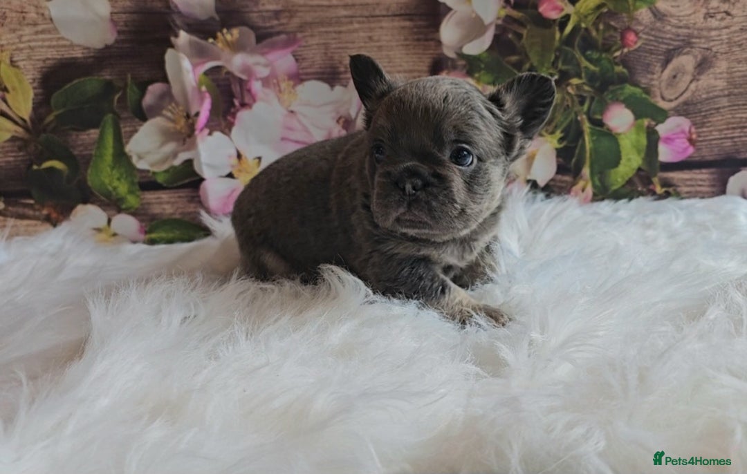 French Bulldog dogs for sale: Welcome to the Fluffy Crew 🥰 - Advert 25