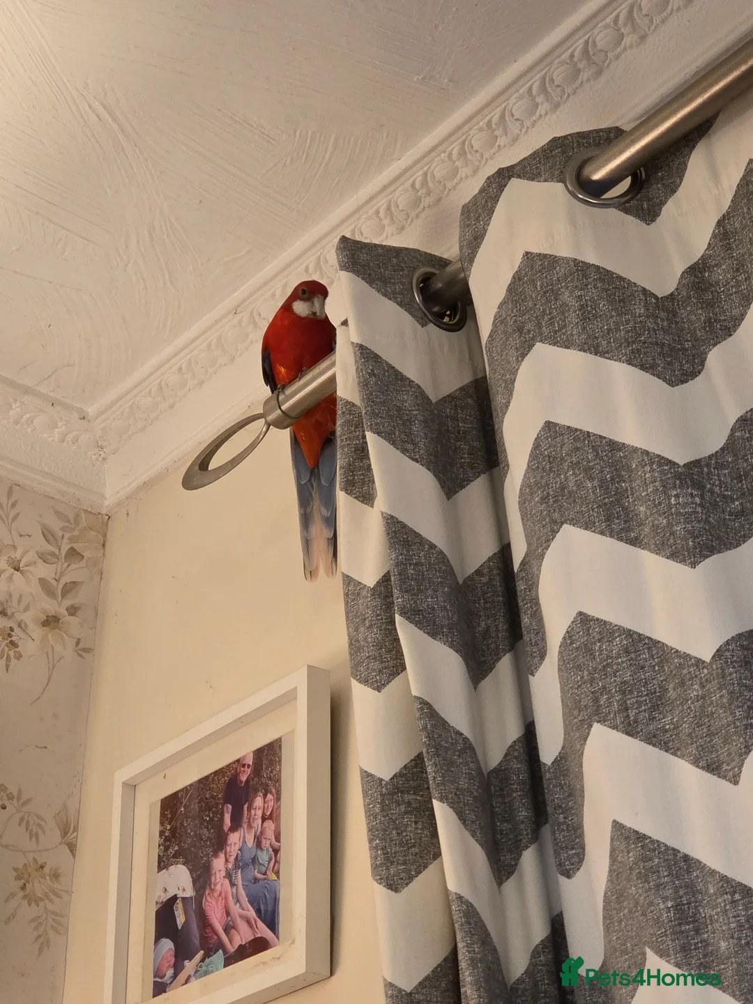 Parakeets birds for sale: Eastern Rosella (female) with cage £100 - Advert 5