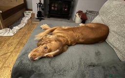 Cocker Spaniel dogs for sale: Beautiful litter of KC working cocker spaniels - Image 9