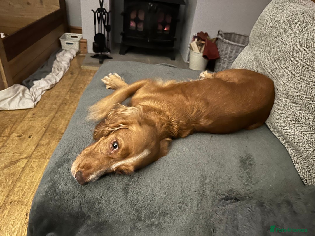 Cocker Spaniel dogs for sale: Beautiful litter of KC working cocker spaniels - Image 9