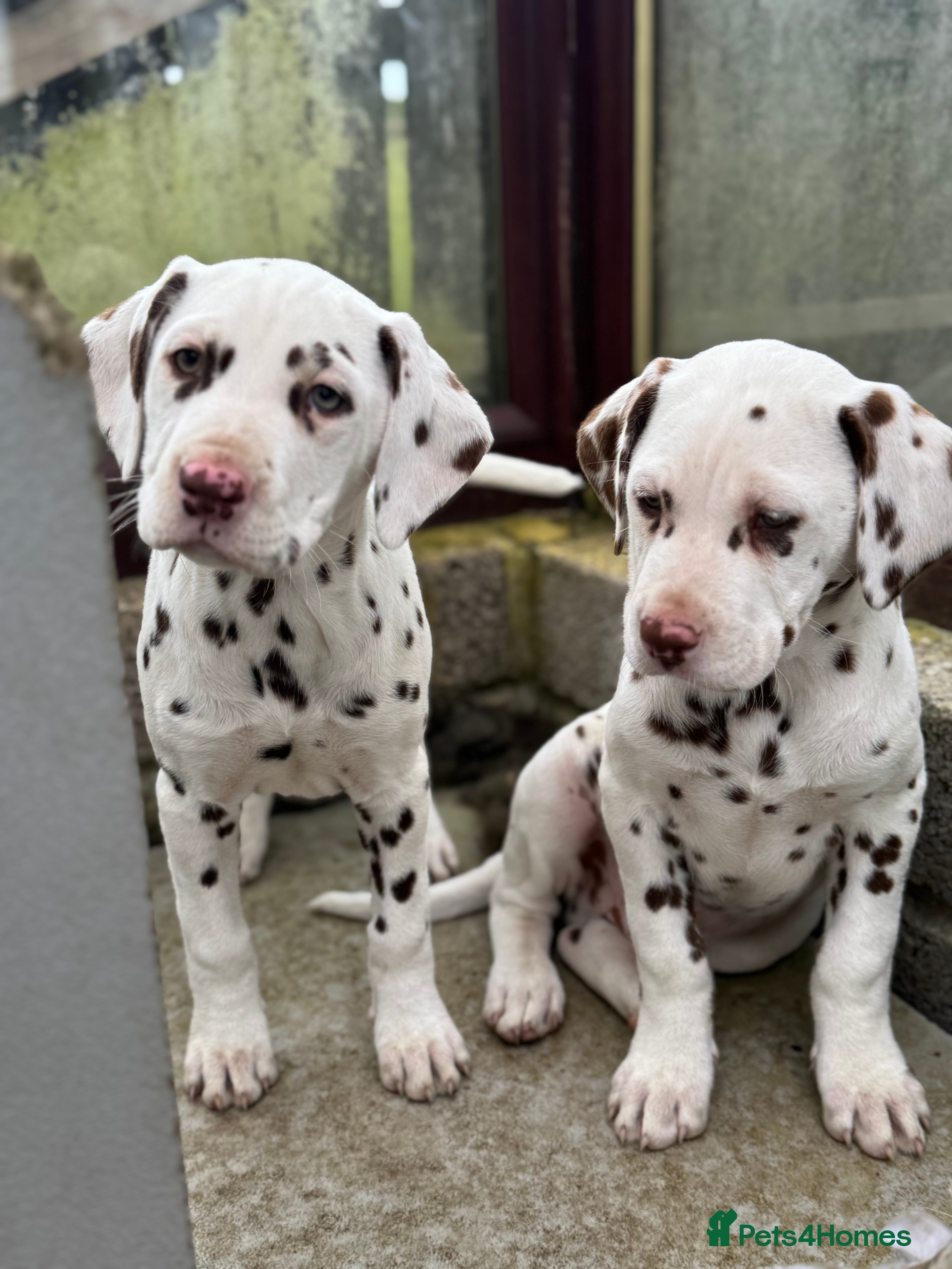 Dalmatian dogs Gorgeous Dalmatian Puppies - Advert 2