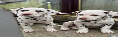 Dalmatian Puppy 4