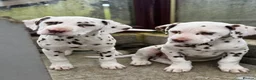 Dalmatian dogs for sale: Last girl Dalmatian Pupppy - Advert 2