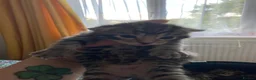 Mixed Breed cats for sale: 4 beautiful kittens available  in Weymouth - Advert 3