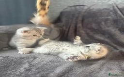 Scottish Fold cats for sale: Adorable Scottish fold silver kittens  - Image 1